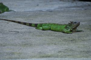 Green iguana on the ground, showing scales and natural posture.