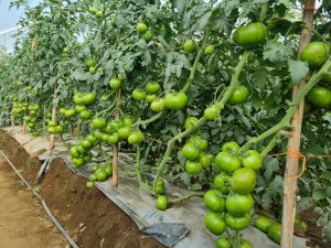 A row of tomato plants in a greenhouse, featuring numerous green, unripe tomatoes clustered along the branches. 