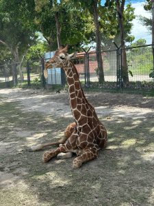 
A giraffe is sitting on the grass, with its long neck and distinctive brown and white spotted coat.