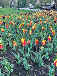 A vibrant flower bed filled with a variety of tulips, showcasing bright yellow flowers with red edges alongside deep purple tulips.