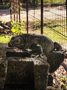A dark iguana resting on a rough stone surface, illuminated by warm sunlight that highlights its textured skin and calm, watchful posture.