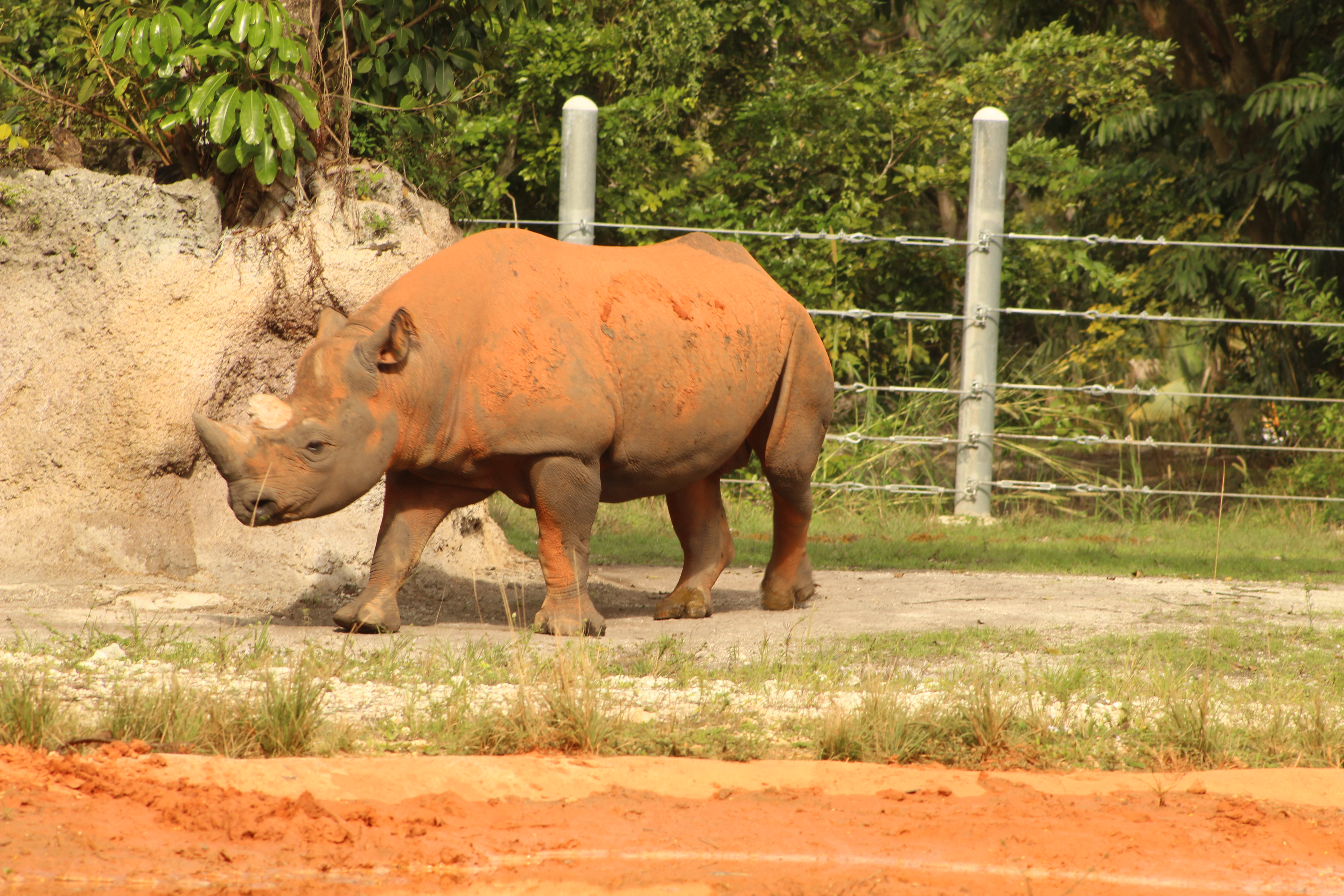 A rhinoceros walks across a patch of ground that is coated with reddish-orange dirt. The animal's skin is also marked with the same color, suggesting it has rolled in the mud. In the background, there is a faint outline of a fence and vegetation, creating a natural setting.