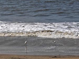 Two wading birds stand on the wet sand near the shoreline, where gentle waves roll in.