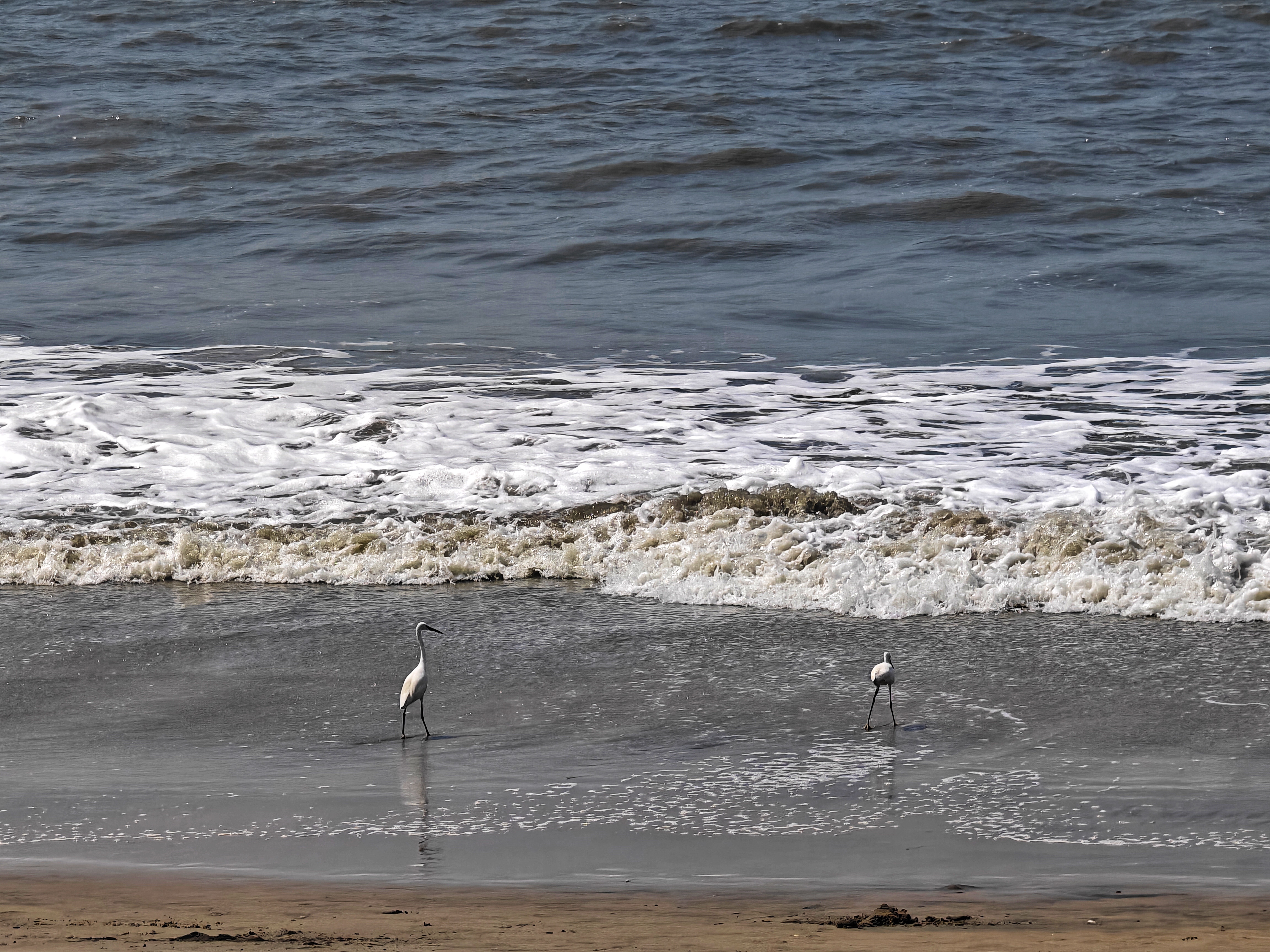 Two wading birds stand on the wet sand near the shoreline, where gentle waves roll in.