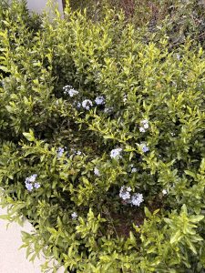 Dense green foliage with a few light blue flowers, set by a stone path and fence.