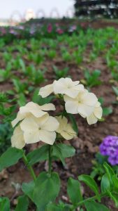 Cluster of light yellow flowers with green leaves, against a blurred background of green foliage and brown soil.
