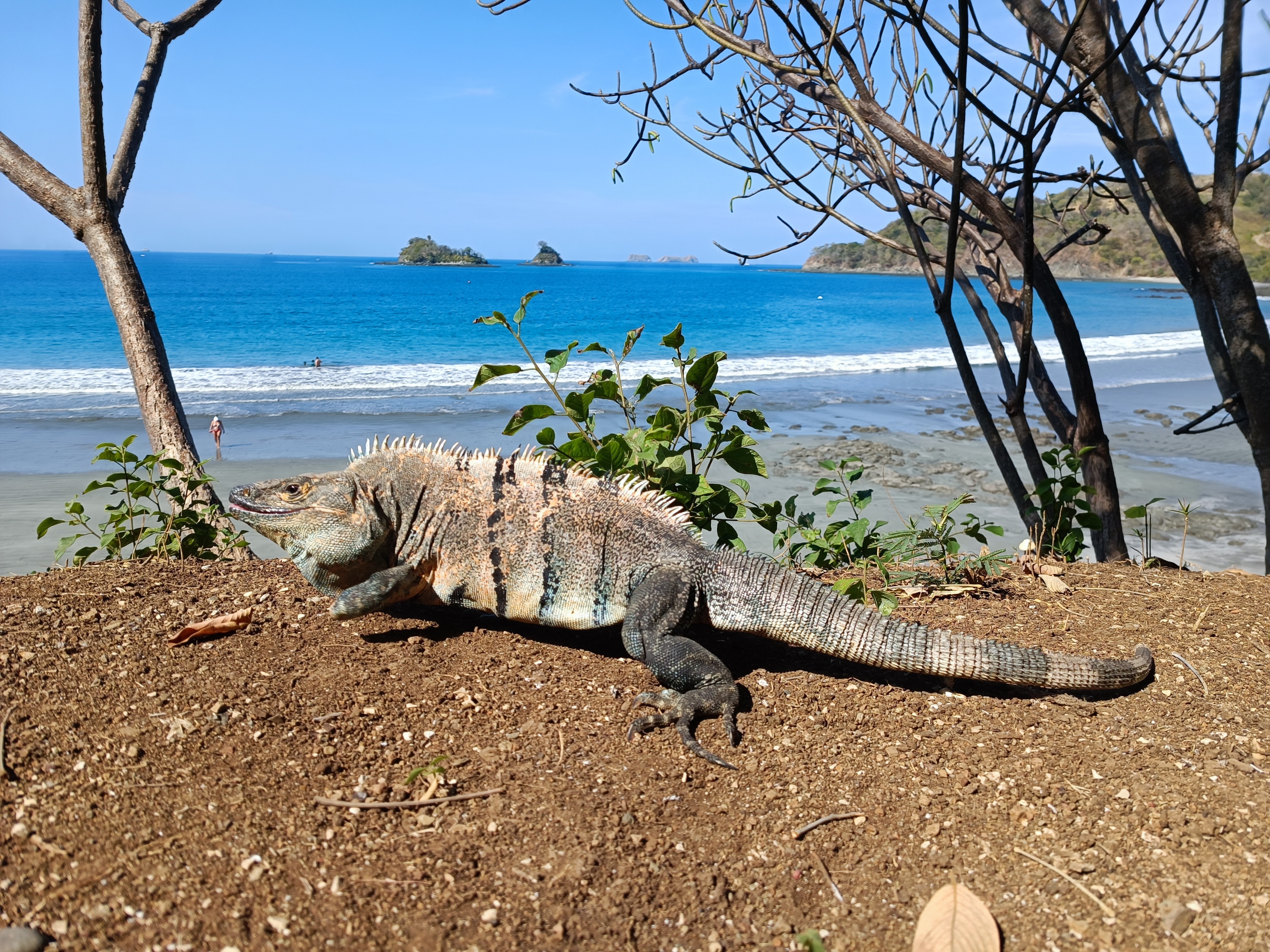 A large iguana is seen on a sandy area with sparse vegetation, positioned in front of a beach.
