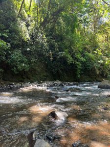 A tranquil river flows through a lush, green forest. Sunlight filters through the trees, casting dappled light on the water's surface.