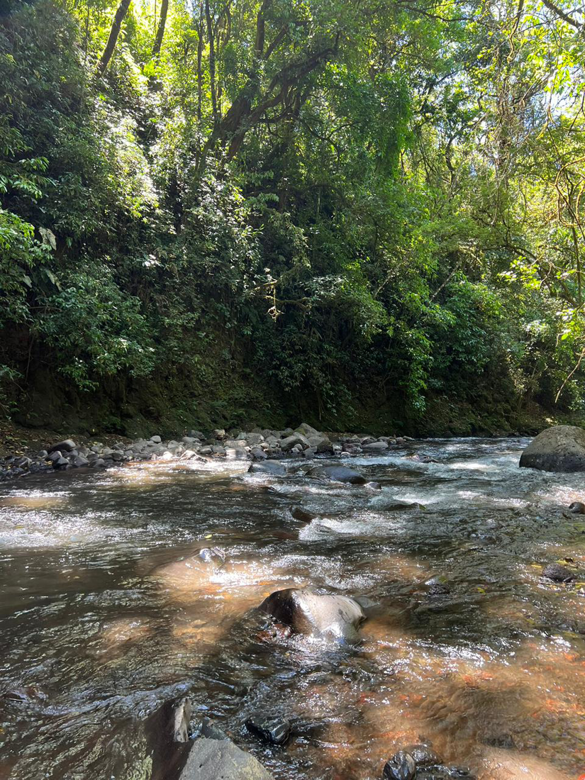 A tranquil river flows through a lush, green forest. Sunlight filters through the trees, casting dappled light on the water's surface.