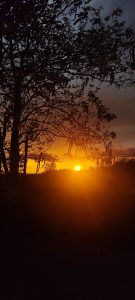 
A stunning sunset with vibrant shades of orange and yellow fills the horizon, partially obscured by dark silhouettes of trees and branches at the foreground.