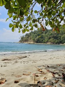 A quiet beach with light sand and dry leaves in the front. Green branches hang above. In the background, blue waves reach the shore, and on the right there are rocks with dense tropical trees.