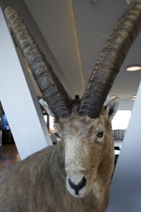 Taxidermy ibex display with prominent curved horns and preserved natural features.