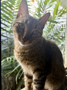 
A curious tabby cat with striking yellow-green eyes is sitting in front of a backdrop of green foliage.