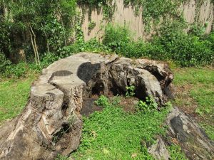 A wide, weathered tree stump with visible dark, charred sections in the center sits on a patch of green grass and clover.