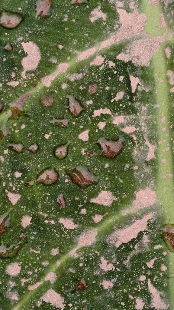 Macro shot of a green leaf with visible veins, pink-white patches, and water droplets reflecting light.
