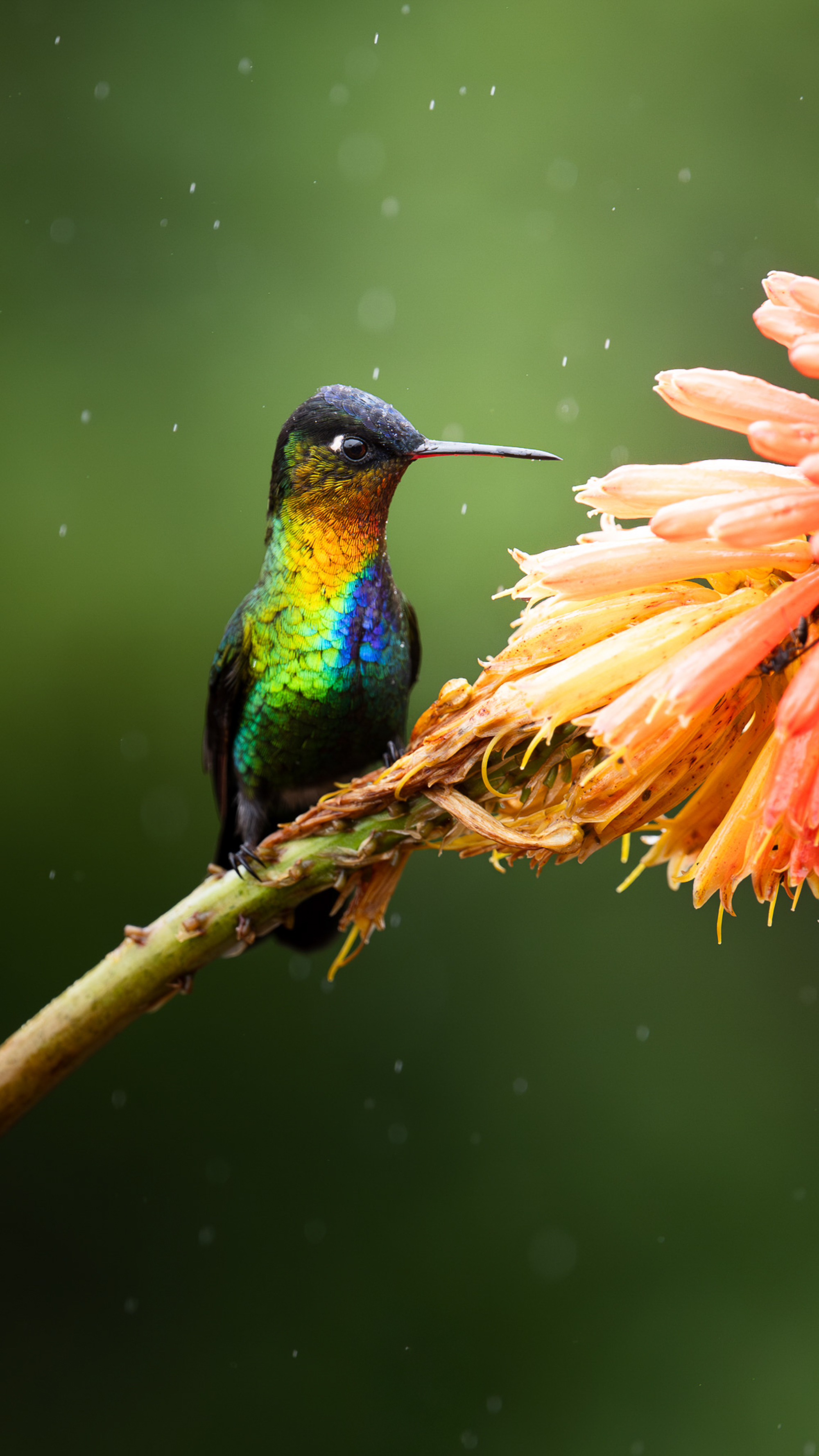 A vibrant hummingbird perched on a branch near a colorful flower, with raindrops gently falling around it.