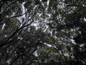 View up a dense tree canopy with intertwined branches, lush green leaves, and light filtering above.