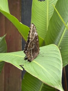 A brown butterfly with intricate patterns, including eye-like spots, rests on a vibrant green leaf. 