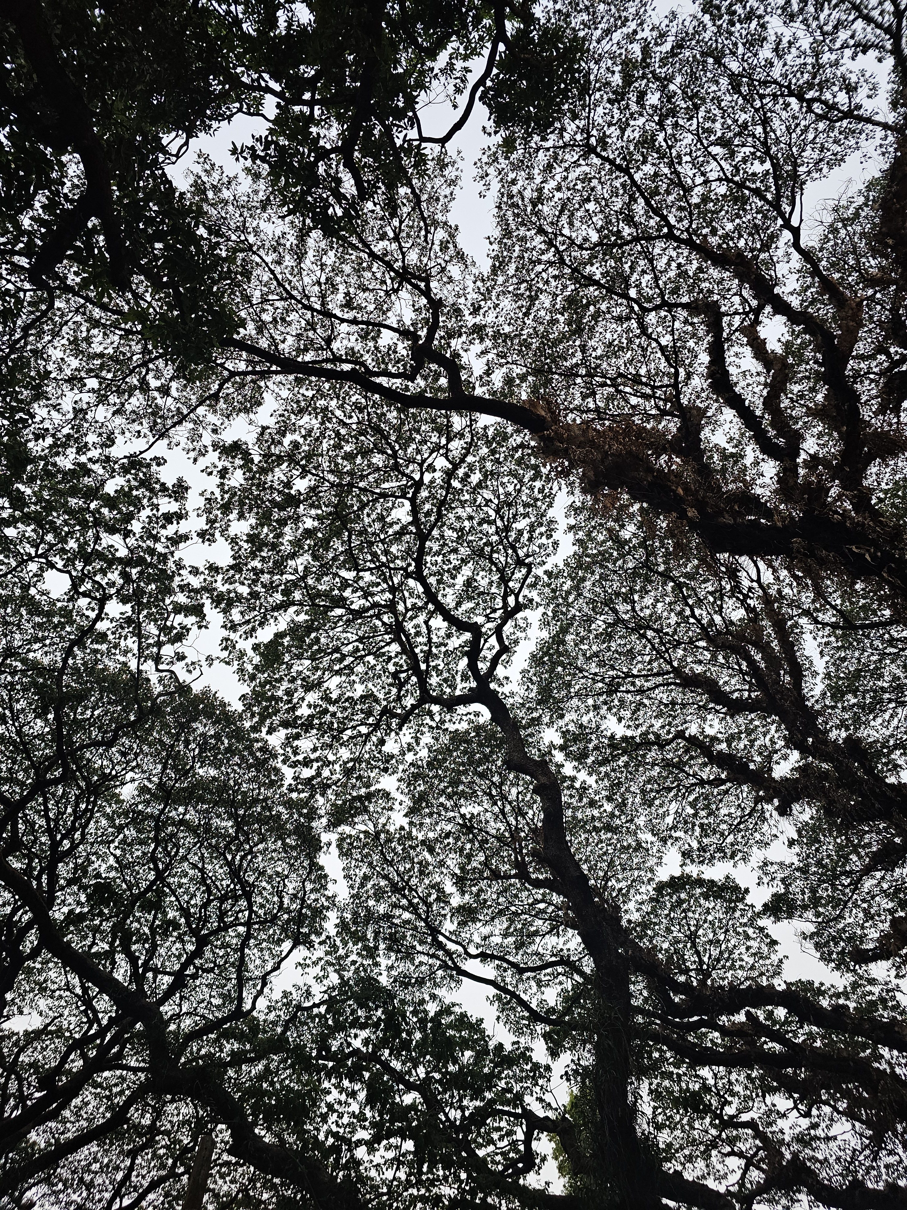 A low-angle view looking up at a dense canopy of dark, silhouetted tree branches and leaves against a bright, overcast sky.