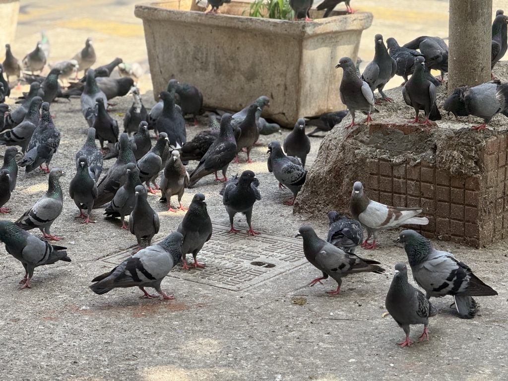 A large flock of pigeons is gathered on a concrete surface, with some standing close together while others are foraging or walking around.