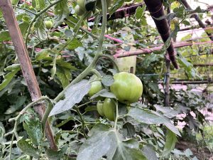 Green tomatoes growing on a vine with a wooden trellis in a lush garden.