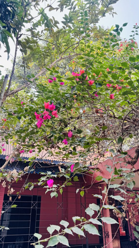 Bright pink bougainvillea blooms on thin branches against a red building with a dark barred window, surrounded by lush green leaves and trees under a pale sky, with a few dry brown leaves mixed in.