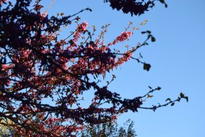 Pink spring blossoms on dark branches against a clear blue sky, illuminated by warm sunlight.