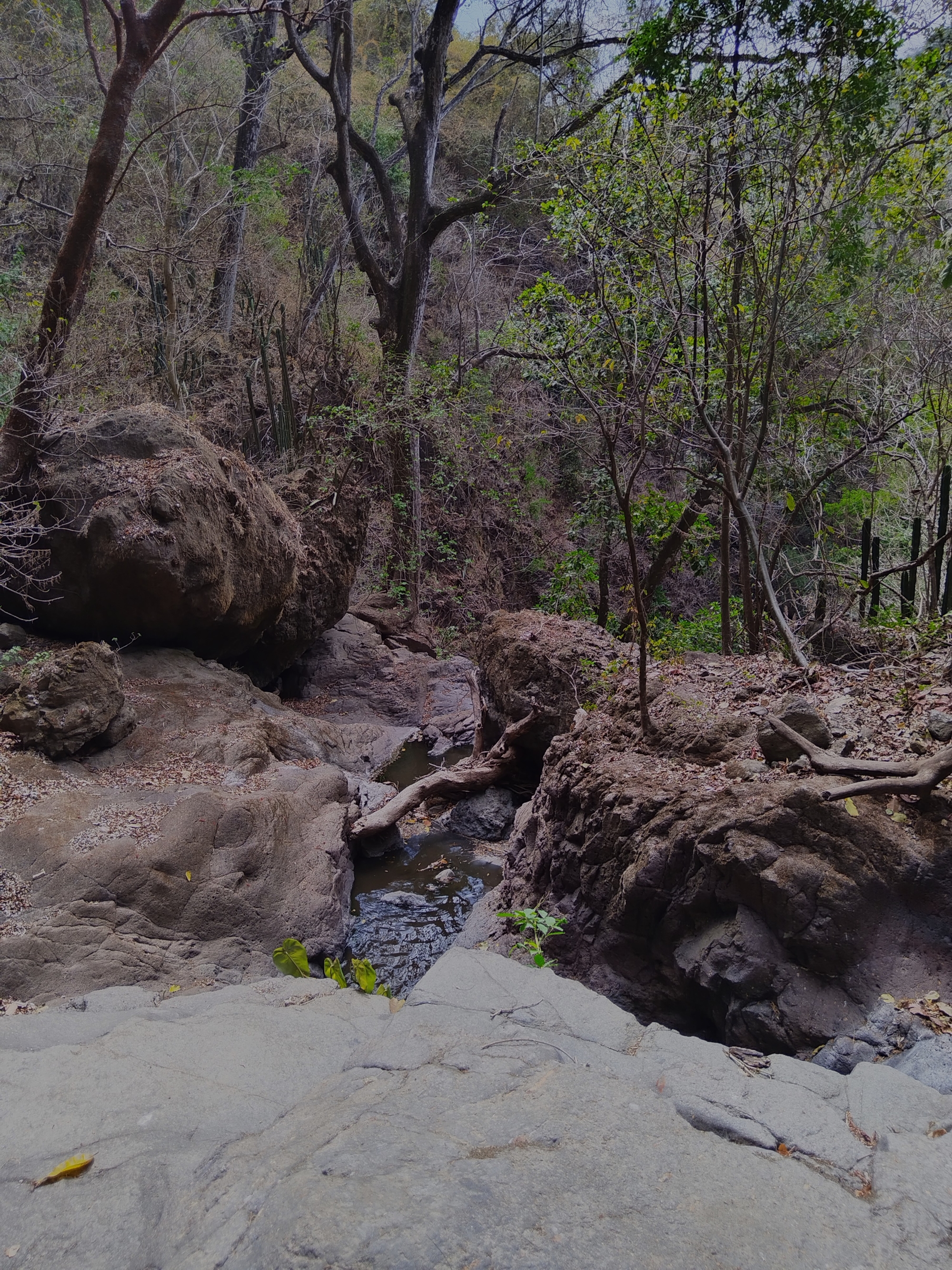 rugged natural landscape dominated by large, weathered boulders and a narrow stream winding through them. Fallen tree trunks rest across the water, adding a sense of wild authenticity. Sparse trees with thin foliage surround the rocky terrain, suggesting a dry or semi-arid forest environment.