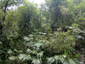 A dense tropical forest with various shades of green foliage, featuring tall trees and a lush undergrowth. Large, fan-shaped leaves are prominent in the foreground, while thick vegetation and vines can be seen throughout the scene. The sky is barely visible through the dense canopy, suggesting a humid environment.