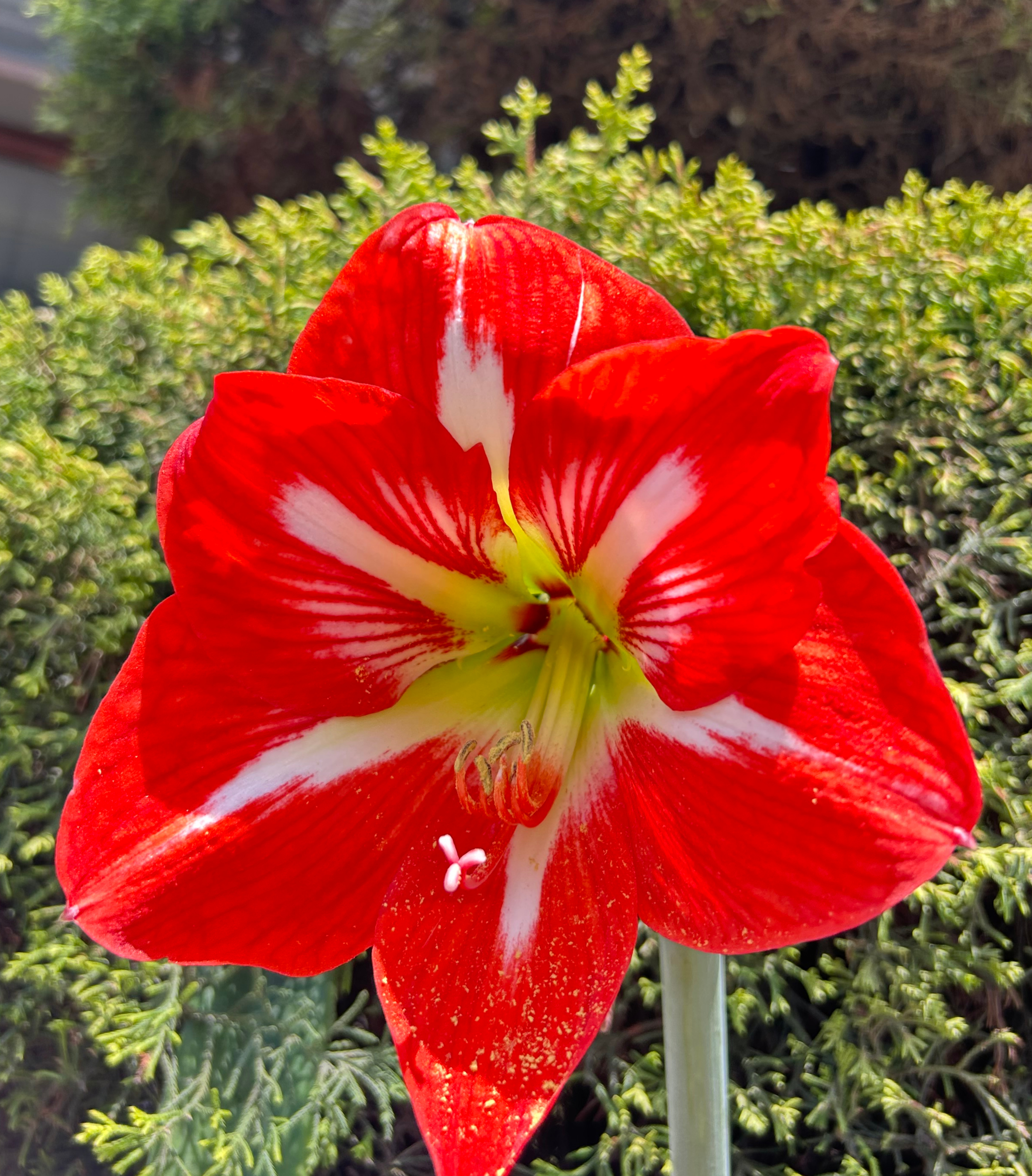 A close-up captures a vibrant red amaryllis flower featuring striking white stripes that radiate from its center. Set against a backdrop of lush green foliage, the vivid petals contrast beautifully with the visible stamens peeking out from the core.