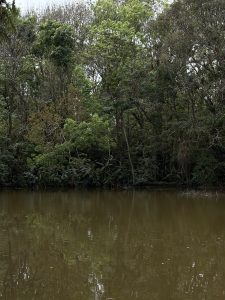 A peaceful tropical scene with a calm brown lake reflecting a dense green forest and riverside vegetation under soft daylight.