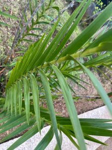 A close-up view of a green palm frond with long, slender leaves arranged in a fan-like pattern, set against a blurred background of grass and garden elements.
