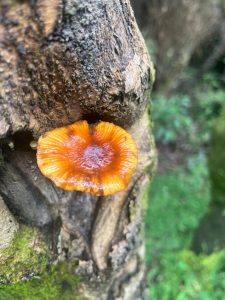 A single bright orange mushroom grows out of the bark of a mossy tree trunk in a lush forest