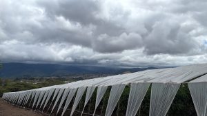 A wide agricultural field covered with white plastic sheets, with hills and dark cloudy skies in the background. Rows of raised beds stretch across the rural landscape.