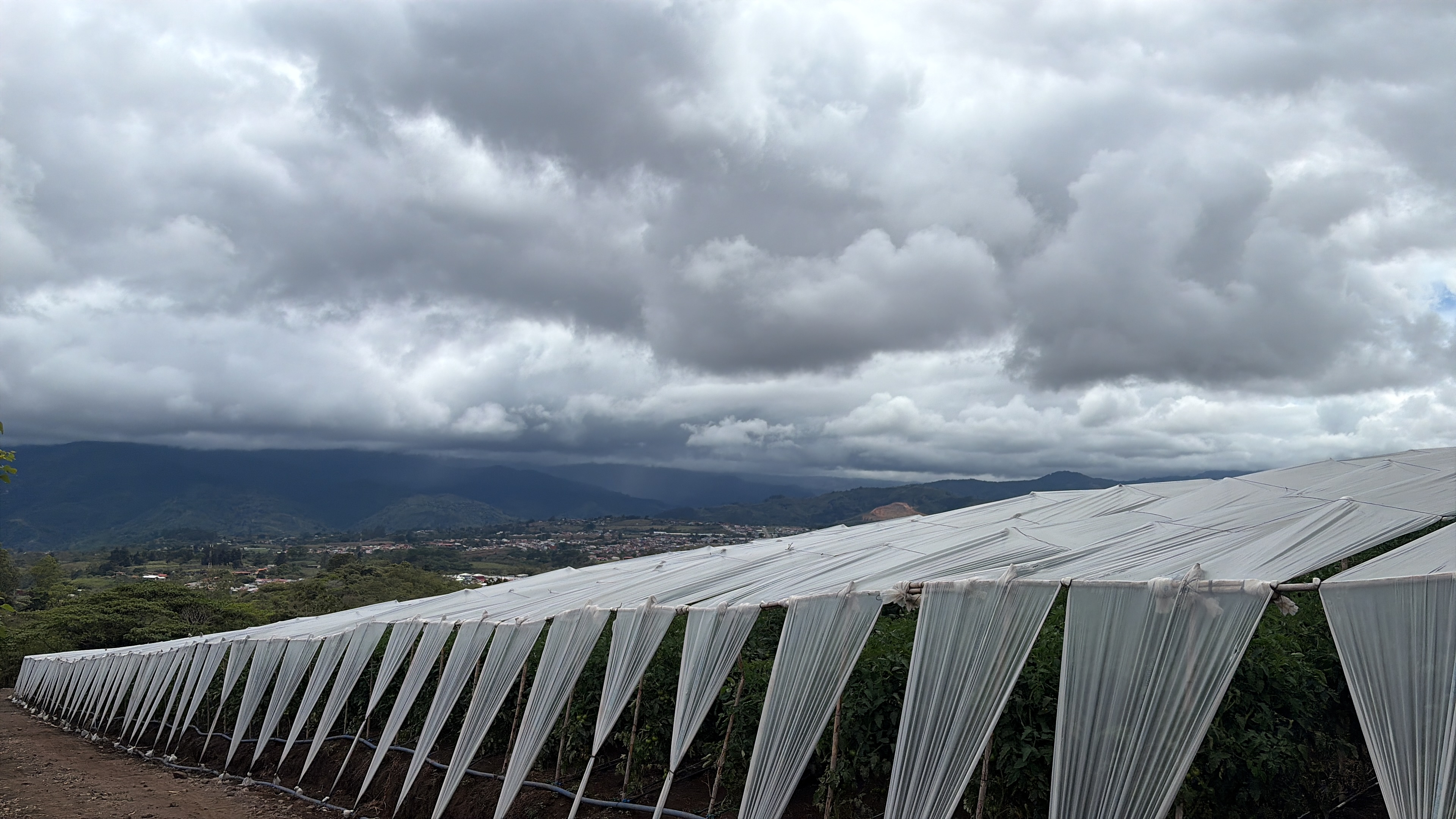 A wide agricultural field covered with white plastic sheets, with hills and dark cloudy skies in the background. Rows of raised beds stretch across the rural landscape.