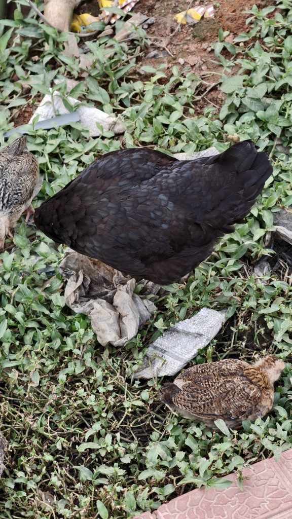 A large black hen searches for food on the ground among green plants and white plastic bags while two small brown chicks stand nearby.