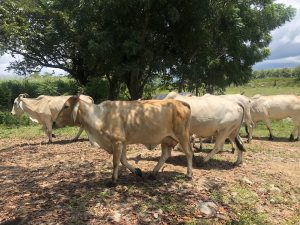 A herd of cows walking through a grassy area under the shade of trees. The ground is covered with dried leaves.