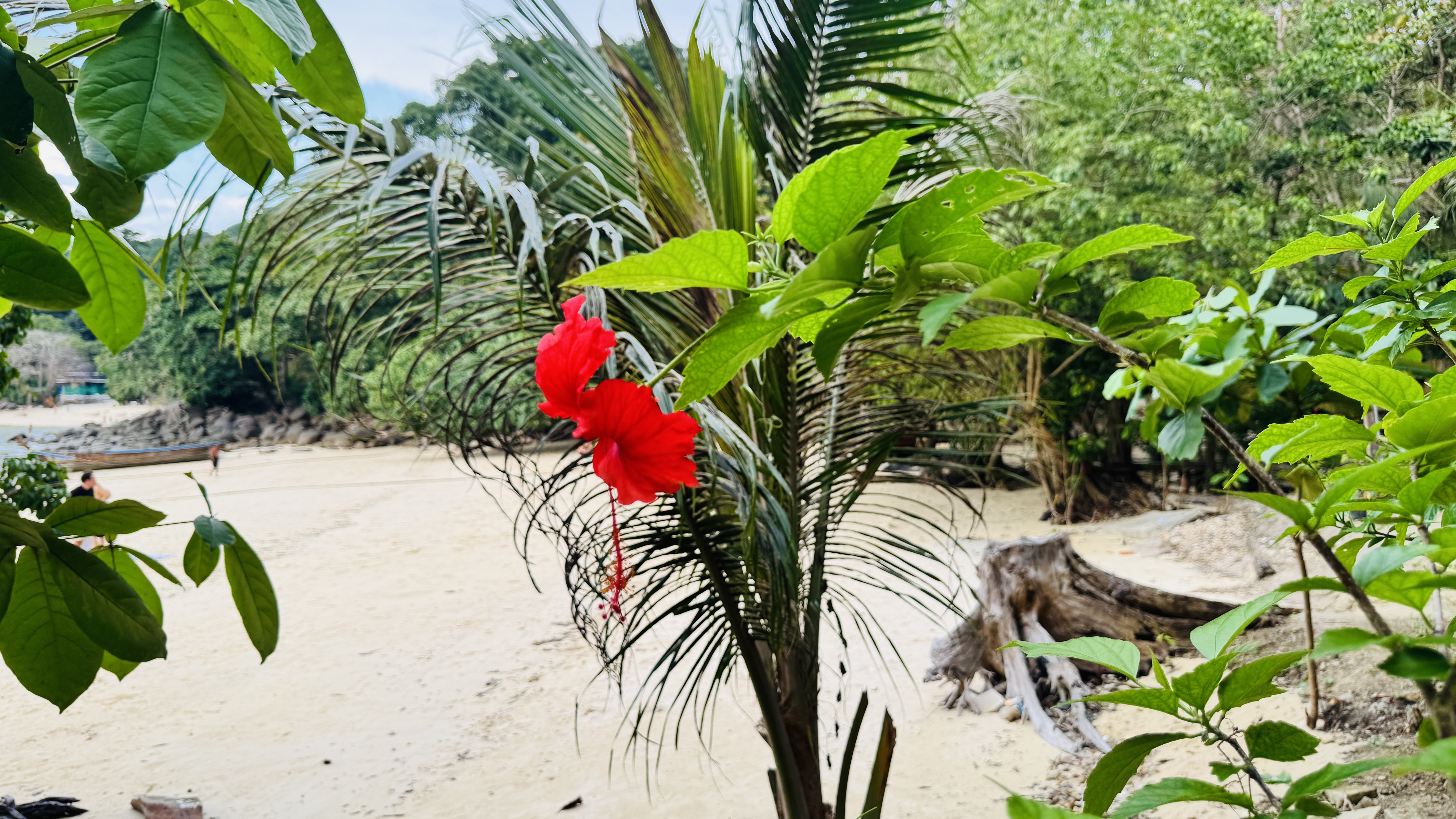 A vibrant red hibiscus flower in focus on a leafy branch, with a sandy beach, tropical greenery, and a tree stump in the background.