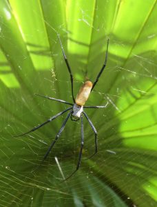 A spider with a yellow-brown abdomen and long black legs is in the center of a circular web.