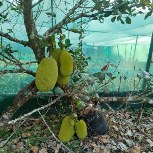 Jackfruits growing on a tree branch inside a shaded garden, with green leaves, net covering, and dry leaves on the ground.
