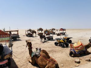 Decorated camels resting in the white desert of the Rann of Kutch, with camel carts and yellow quad bikes under a clear blue sky.