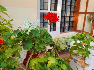 A red geranium blooms among green leaves in a garden, with a softly glowing window in the background creating a calm scene.