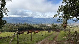 A panoramic view of a lush landscape featuring grazing cows in a green pasture. In the background, rolling mountains are partially obscured by clouds, and a small town is visible below. A dirt path runs through the scene, bordered by wooden fence posts and vegetation. The sky is partly cloudy, creating a serene, picturesque rural atmosphere.