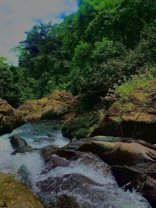 Lush forest with tall moss-covered trees and rich green vegetation growing beneath them