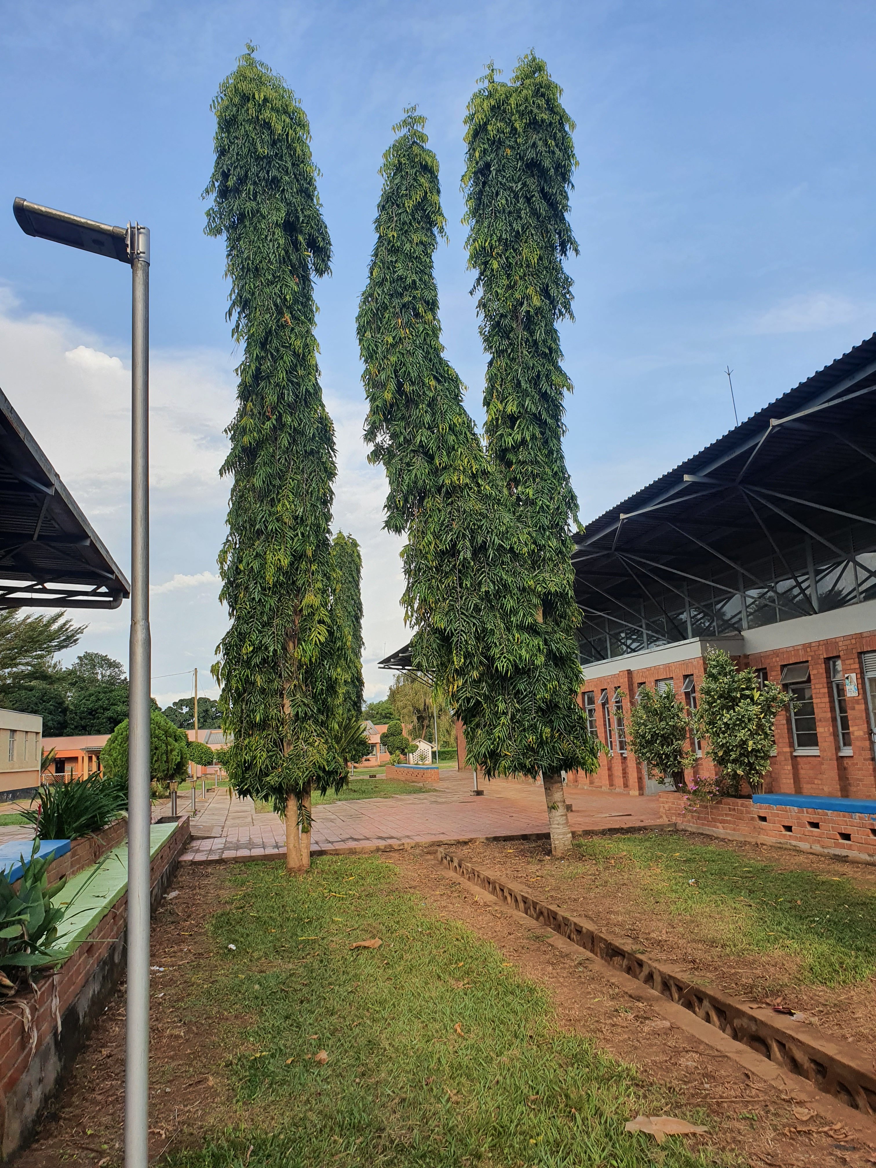 Two tall, slender trees with lush green foliage stand side by side in a landscaped area. The trees rise vertically, giving a distinct appearance against a partly cloudy blue sky. To the left, there is a metallic streetlight, and in the background, a brick building with large windows can be seen, along with other greenery and paved pathways. The ground is a mix of grass and earth, and the setting appears to be a pleasant outdoor space, possibly in a park or schoolyard.