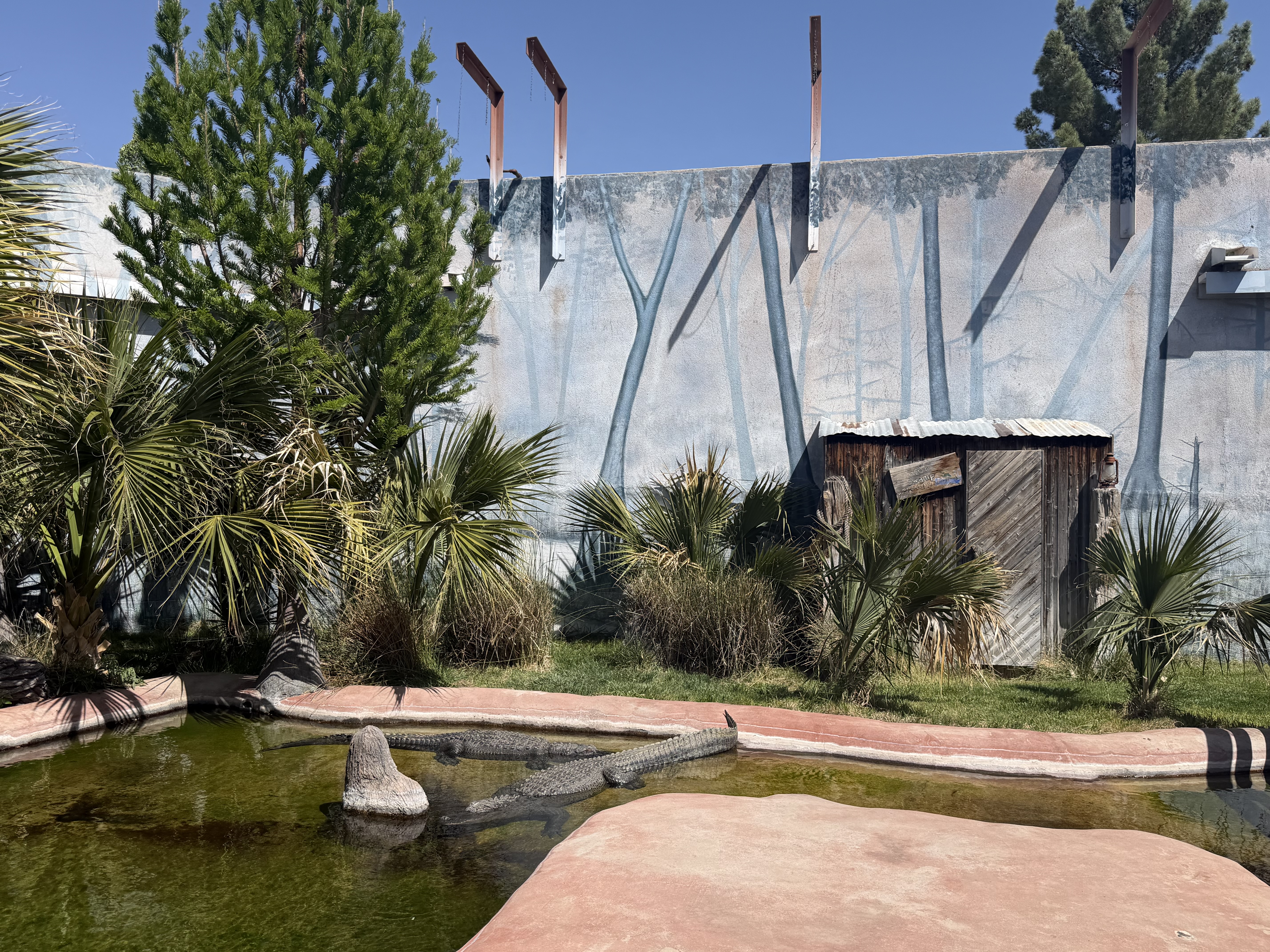 A small pond with murky green water is surrounded by lush tropical plants, including palm trees. In the background, there is a rustic wooden structure with a corrugated metal roof. A painted wall depicts tall trees, enhancing the natural setting. The sky above is clear and blue, indicating a sunny day.