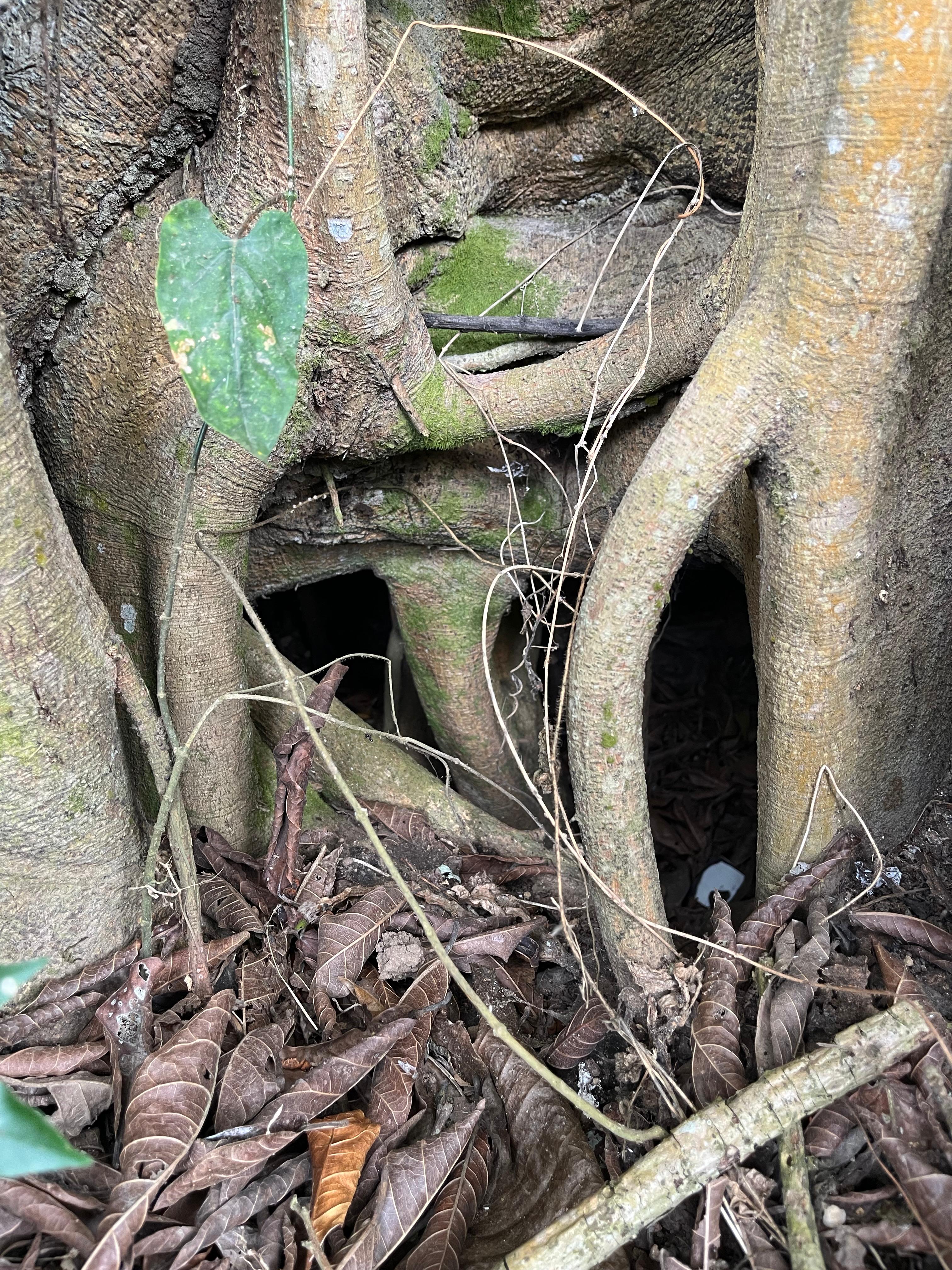 A close-up view of the base of a tree, showcasing thick, textured roots intertwined with dry, brown leaves on the ground.