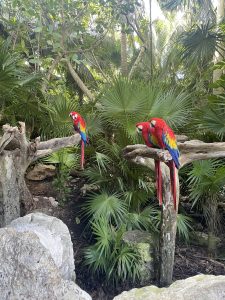 Three colorful parrots are perched on weathered wooden branches in a lush, tropical setting. Their feathers are vibrant red, with bright blue and yellow wings. Two of them sit close together on the right, while one is slightly apart on the left. They appear calm, possibly resting or preening. Behind them is dense vegetation—large fan-shaped leaves,