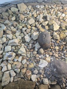 View of multiple beach rocks, where on one of them a snail-shaped form can be seen.