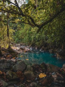 A serene, lush forest scene featuring a clear, turquoise river flowing through a rocky bed. The banks of the river are lined with vibrant green foliage, including large leaves and moss-covered branches. Sunlight filters through the canopy, creating a dappled light effect on the water and stones. Fallen leaves in various shades, including a bright yellow one, are scattered among the smooth, rounded stones at the water's edge.
